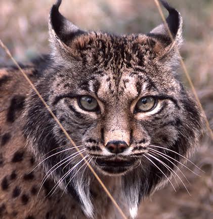 Rastros de la fauna ibérica