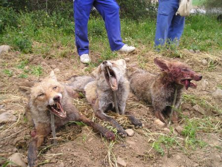 Se pide no autorizar la caza del zorro en comarcas con sobrepoblación de conejo