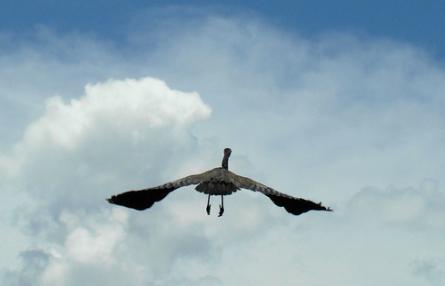 El cambio climático fuerza a las aves a adelantar su migración