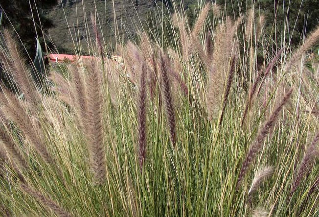 Instan al Cabildo de Lanzarote a impedir la expansión del rabo de gato