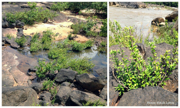 Descubren un nuevo género de planta en África tropical