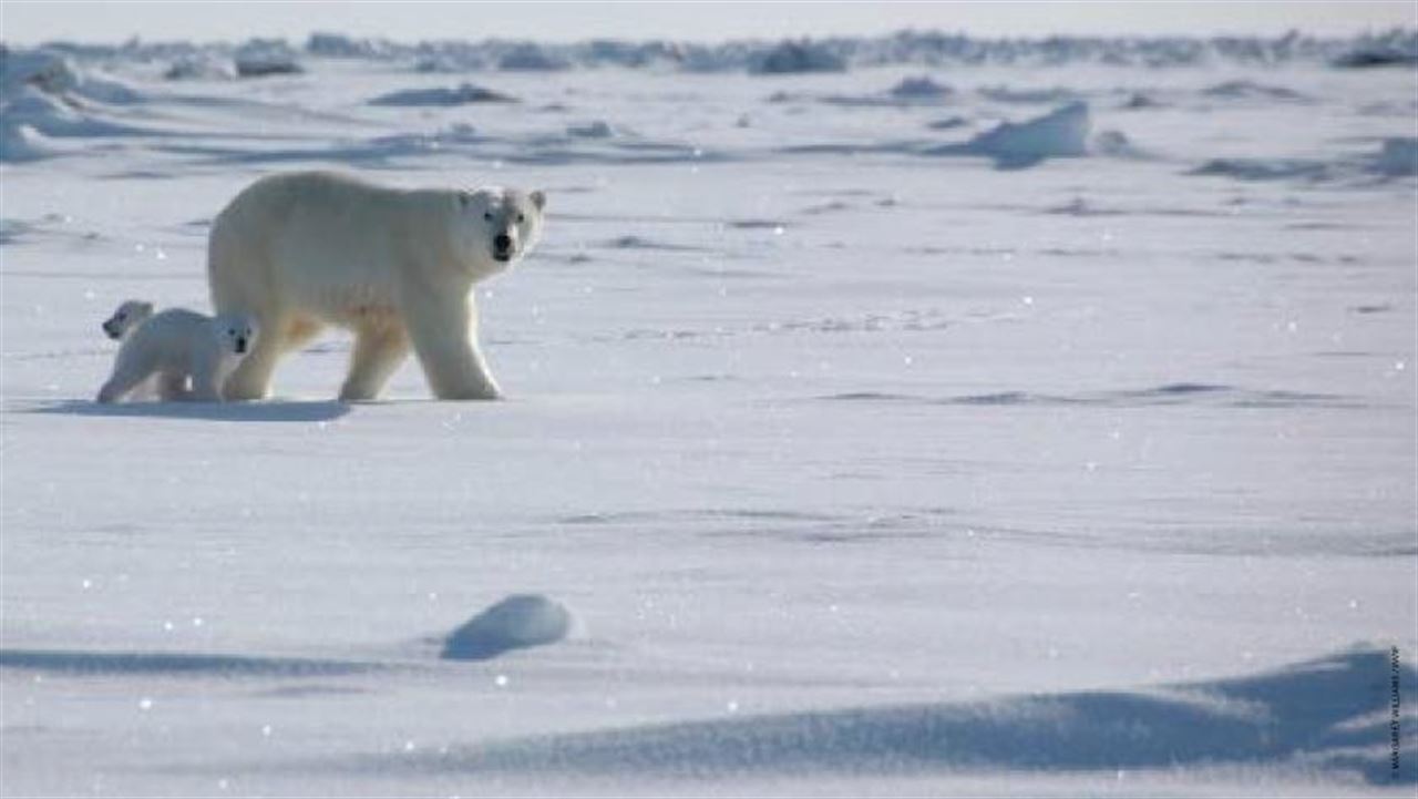 El oso polar más viejo de Estados Unidos muere a los 34 años sacrificado tras un grave empeoramiento de su salud