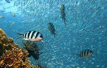 México. Sistema Arrecifal Veracruzano y el desarrollo sustentable