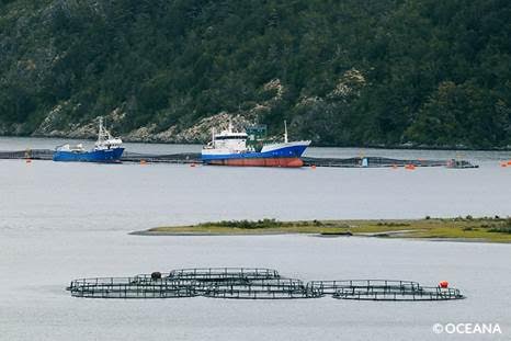 Industria salmonera chilena disminuye uso de antibióticos totales pero aún es 700 veces más alto que Noruega