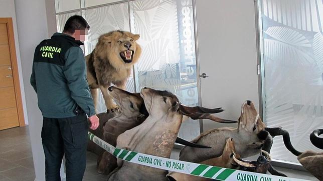 Europa quiere controlar la importación de trofeos de caza de especies protegidas