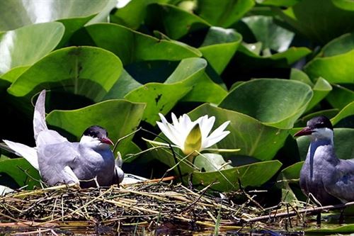 Consolidan la biodiversidad de la Laguna Primera con nuevas especies de plantas acuáticas