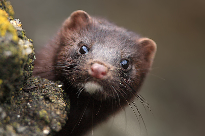 Los tribunales ponen ‘fin’ a la cría del visón americano