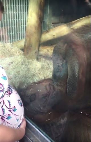 Vea en VIDEO la inesperada reacción de un orangután al ver a un mujer embarazada