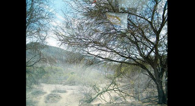 Perú protegerá 54 millones de hectáreas de bosques secos y tropicales