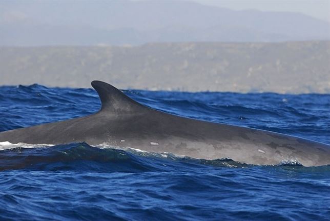 Hallan en Lepe un diente de tiburón de seis millones de años