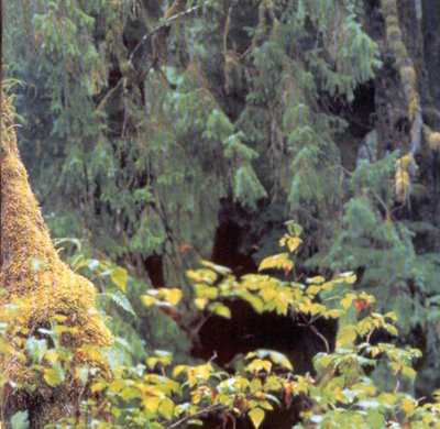 El desafío de cuidar los pulmones globales