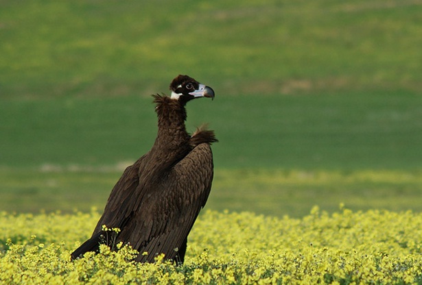 Recuperación del buitre negro en Andalucía un éxito sin paliativos