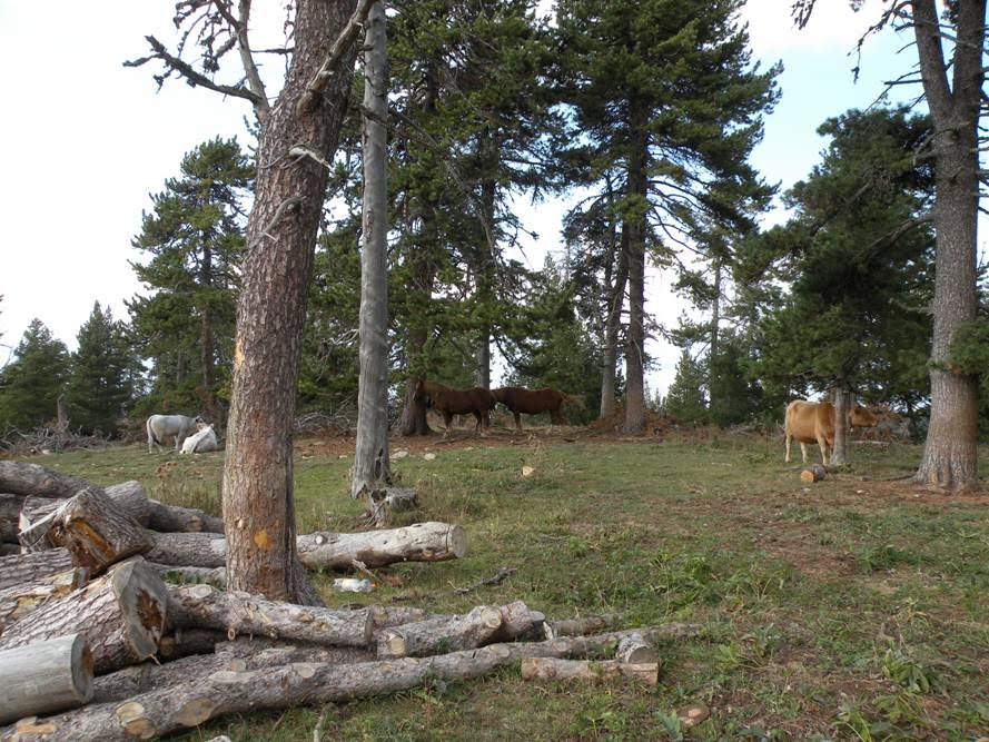 La actividad agrícola y forestal aumenta un 15% la producción de biomasa de los ecosistemas mundiales
