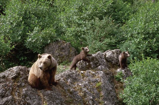 Proyecto cántabro sobre conectividad en Red Natura y de la Fundación Oso Pardo