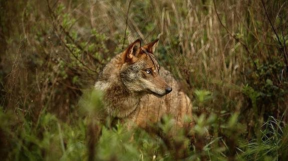 La gestión ‘insensata’ que hace la Junta de Castilla y León del lobo provoca daños a la ganadería