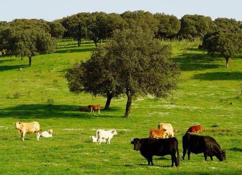 Los ganaderos dicen que el toro de lidia protege el ecosistema…