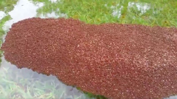 Houston: Hormigas de fuego crean "balsas" para salvarse de las inundaciones