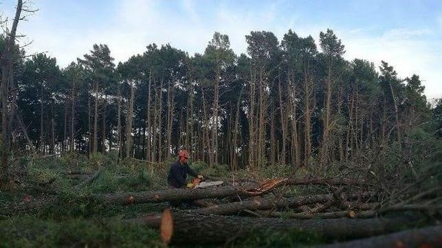 Cantabria ordena la paralización cautelar de una tala de árboles en Loredo
