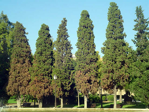 Cipreses como cortafuegos una ‘mala idea’