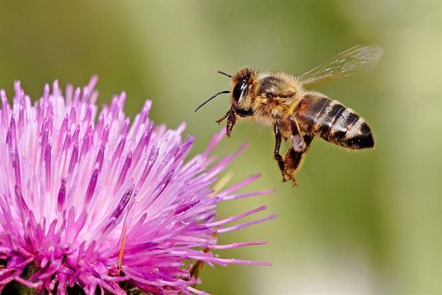 Las abejas aprenden a escoger las flores con mejor polen