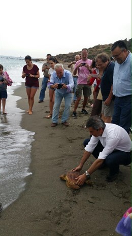 Liberan tres tortugas bobas en Cala Sardina