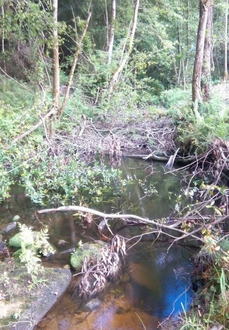 Otro rio taponado por restos forestales