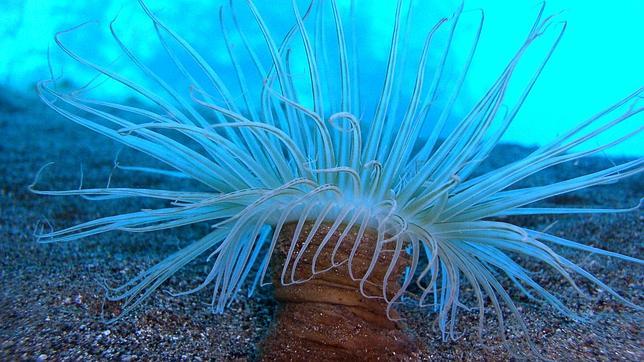 OCEANA felicita al ministerio por los avances para proteger los mares españoles
