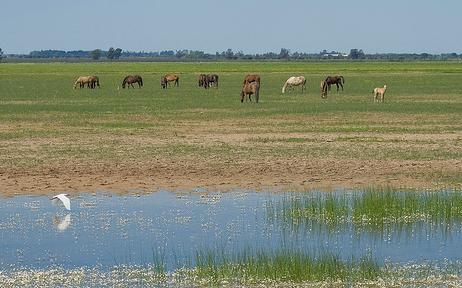 Más de 250 voluntarios han colaborado en actividades de conservación y mejora en Doñana