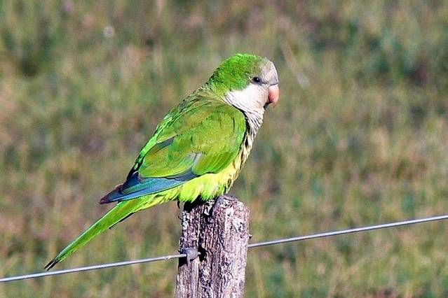 Comercios valencianos vendían especies exóticas invasoras