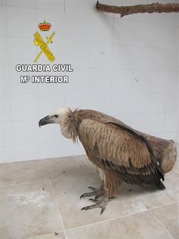 La Guardia Civil y los Bomberos de Villanueva de los Infantes (Ciudad Real) rescatan un buitre leonado