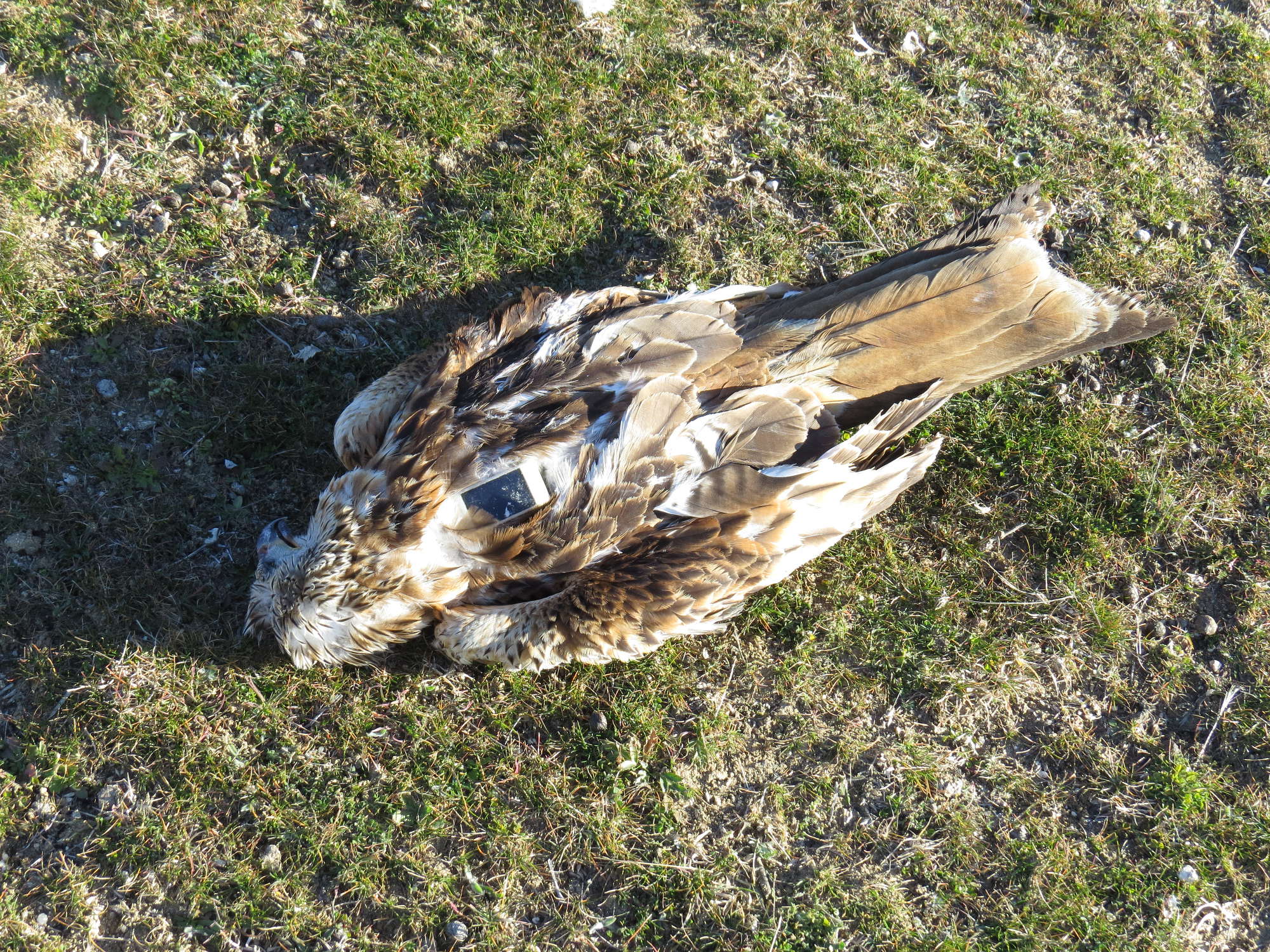 El Programa Antídoto pide a las comunidades autónomas que no eludan su responsabilidad frente al veneno