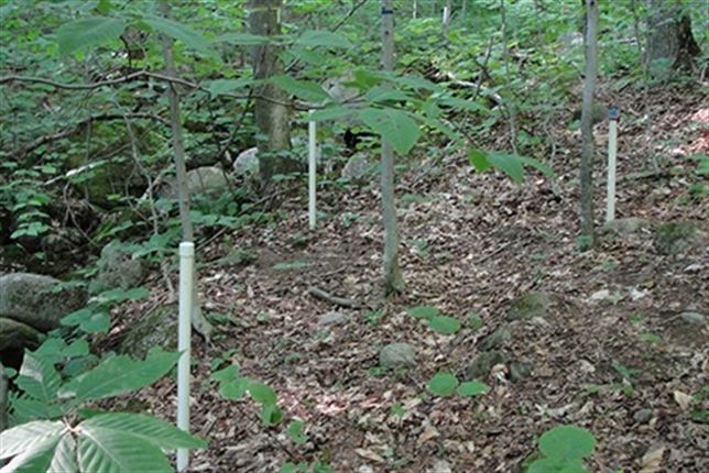 Los bosques pierden sorprendentes cantidades de nitrógeno vital para su crecimiento