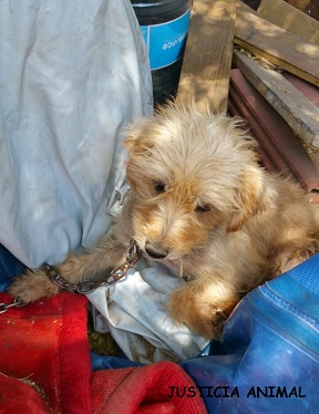Denunciada la Concejala de Medio Ambiente de El Molar por dejación de funciones