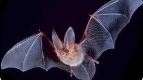 Alertan en Costa Rica de peligros que amenazan a murciélagos