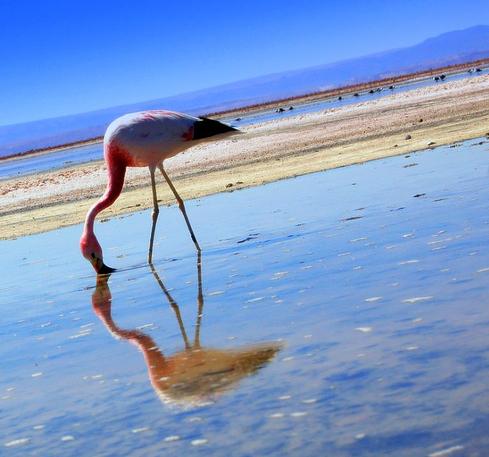 Los flamencos regresan al Parque Natural de El Hondo tras 12 años de ausencia