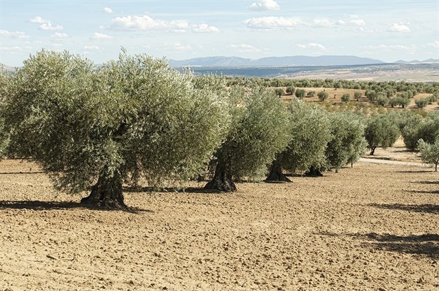Ángel Camacho implanta un sistema de evaluación que controla la aceituna de mesa desde el campo a los supermercados