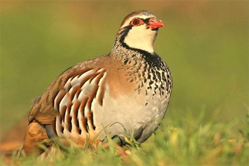La gestión actual de la perdiz en España pone en riesgo el futuro de la especie