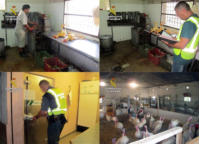 La Guardia Civil desmantela un matadero ilegal de aves en Lorca