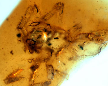 Descubrimiento. Araña con grandes ojos laterales y patas con espinas