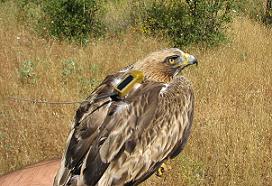 El marcaje con nuevos emisores por satélite revoluciona el estudio de la migración de las aves