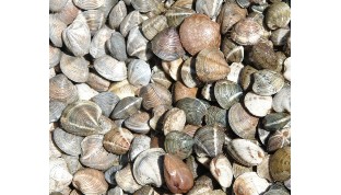 Oceana lamenta el fracaso en la pesquería de la chirla en el Golfo de Cádiz