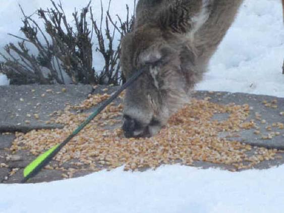 Los cazadores quieren más ‘tajada’