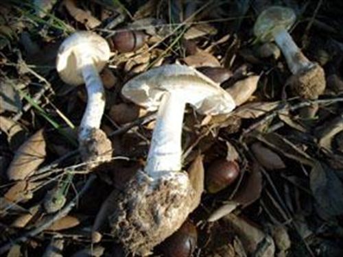 El hotel ecológico Reserva del Saja imparte el 16 y 17 un curso sobre macrofotografía de setas y hongos