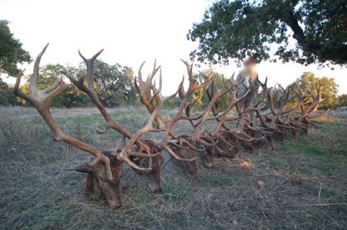 Los cazadores denuncian a PACMA