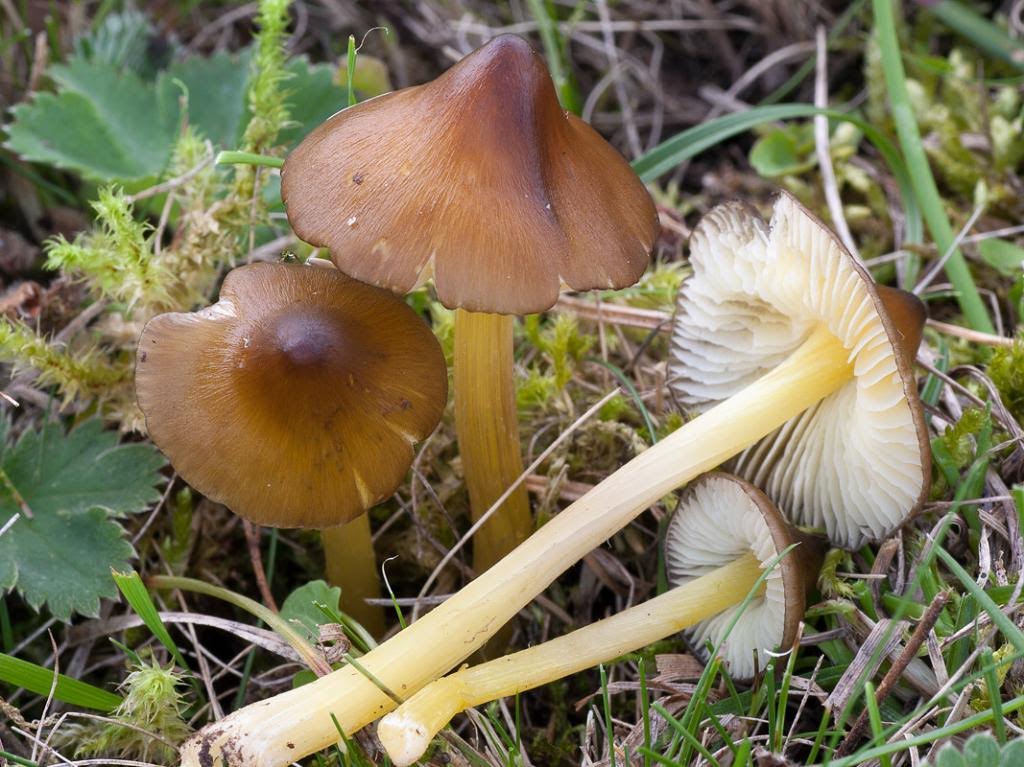 Encuentran en los Pirineos una seta en peligro de extinción