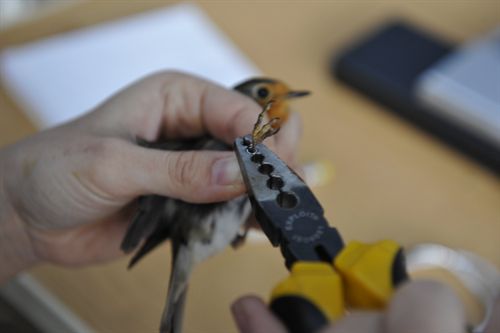 Se identifican más de 30 especies de aves pequeñas en la Laguna Primera de Palos