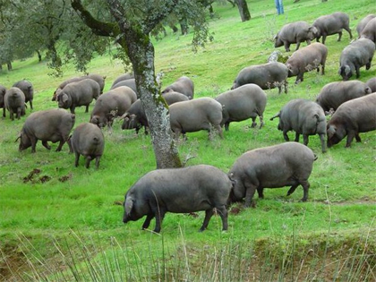 La importancia de las razas puras de ganado y su aportación a la biodiversidad