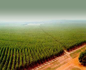 Sociedad civil discute sobre monocultivos forestales