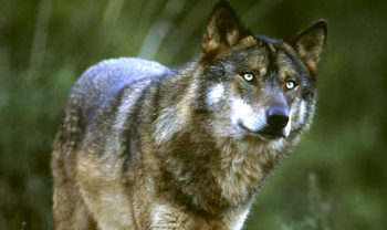 Portugal y la ‘difícil’ convivencia con el lobo ibérico