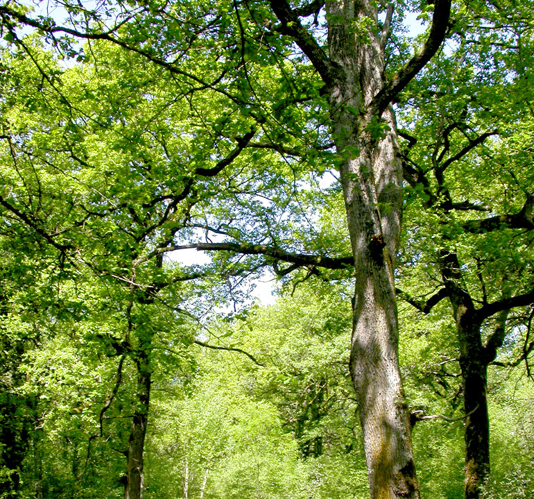 En 2080 los robledales del País Vasco no podrán mantener sus poblaciones ante el cambio climático